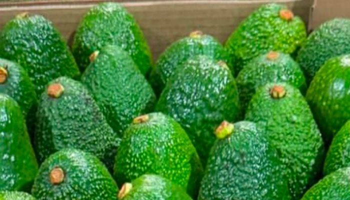 AGUACATE