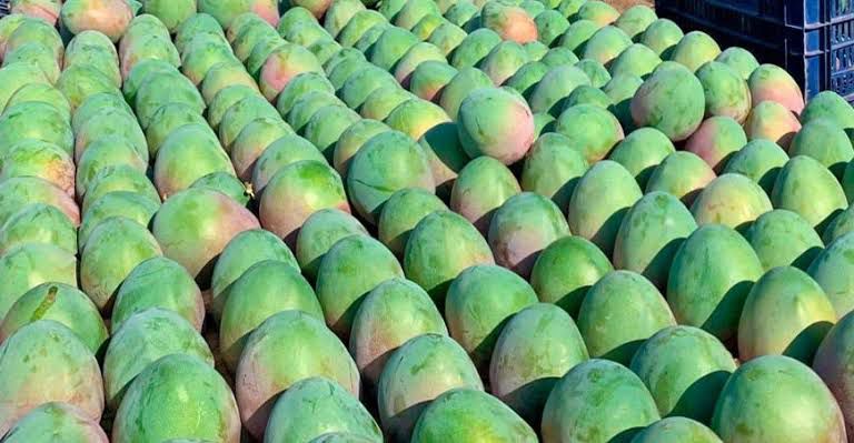 MANGO